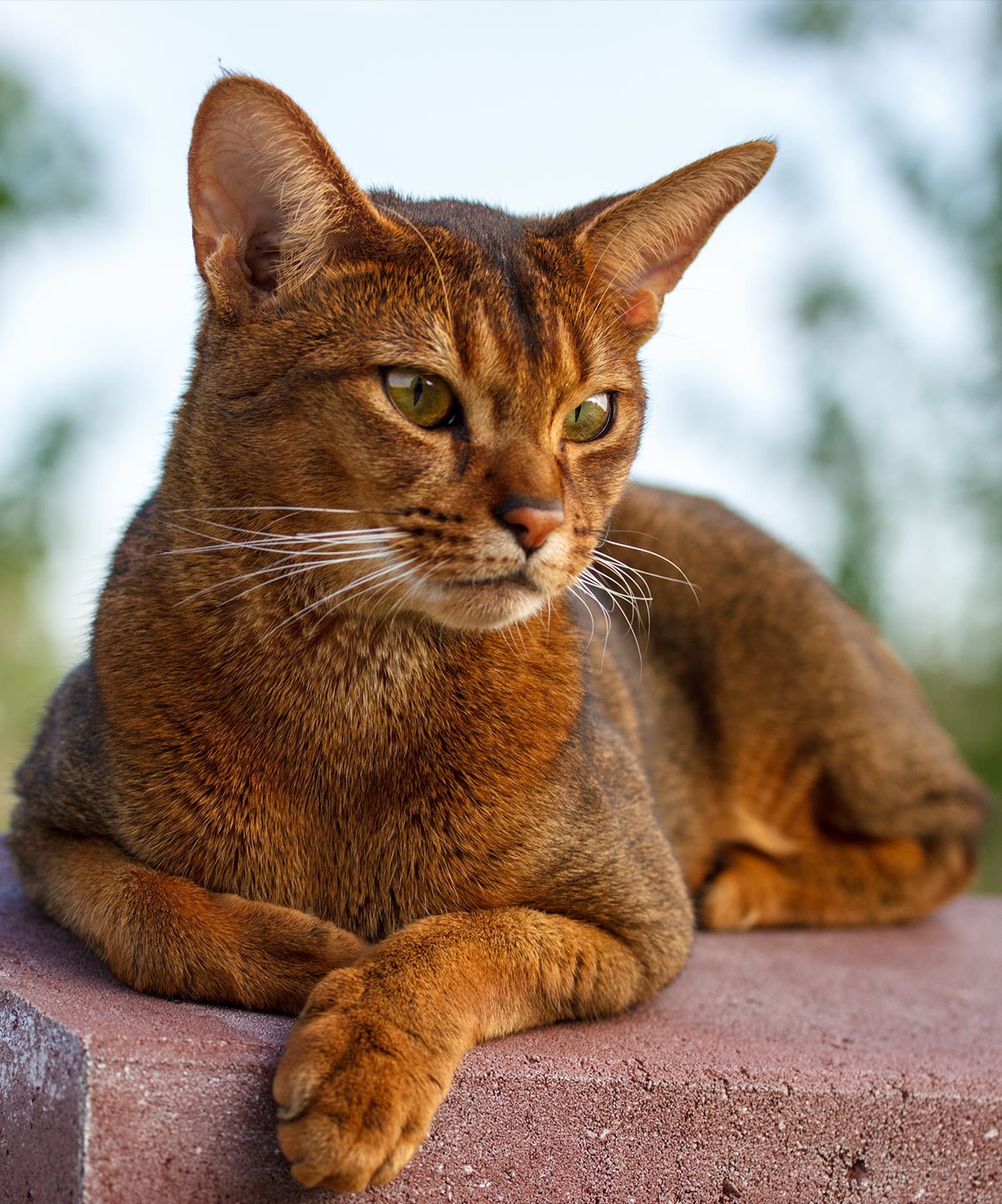 Abyssinian cat names