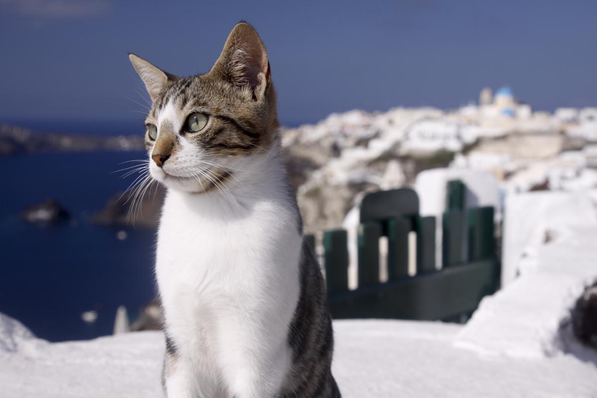 Aegean cat names