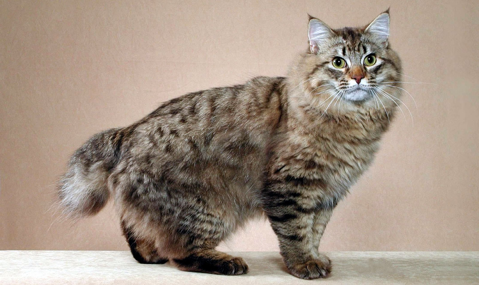 American Bobtail cat names