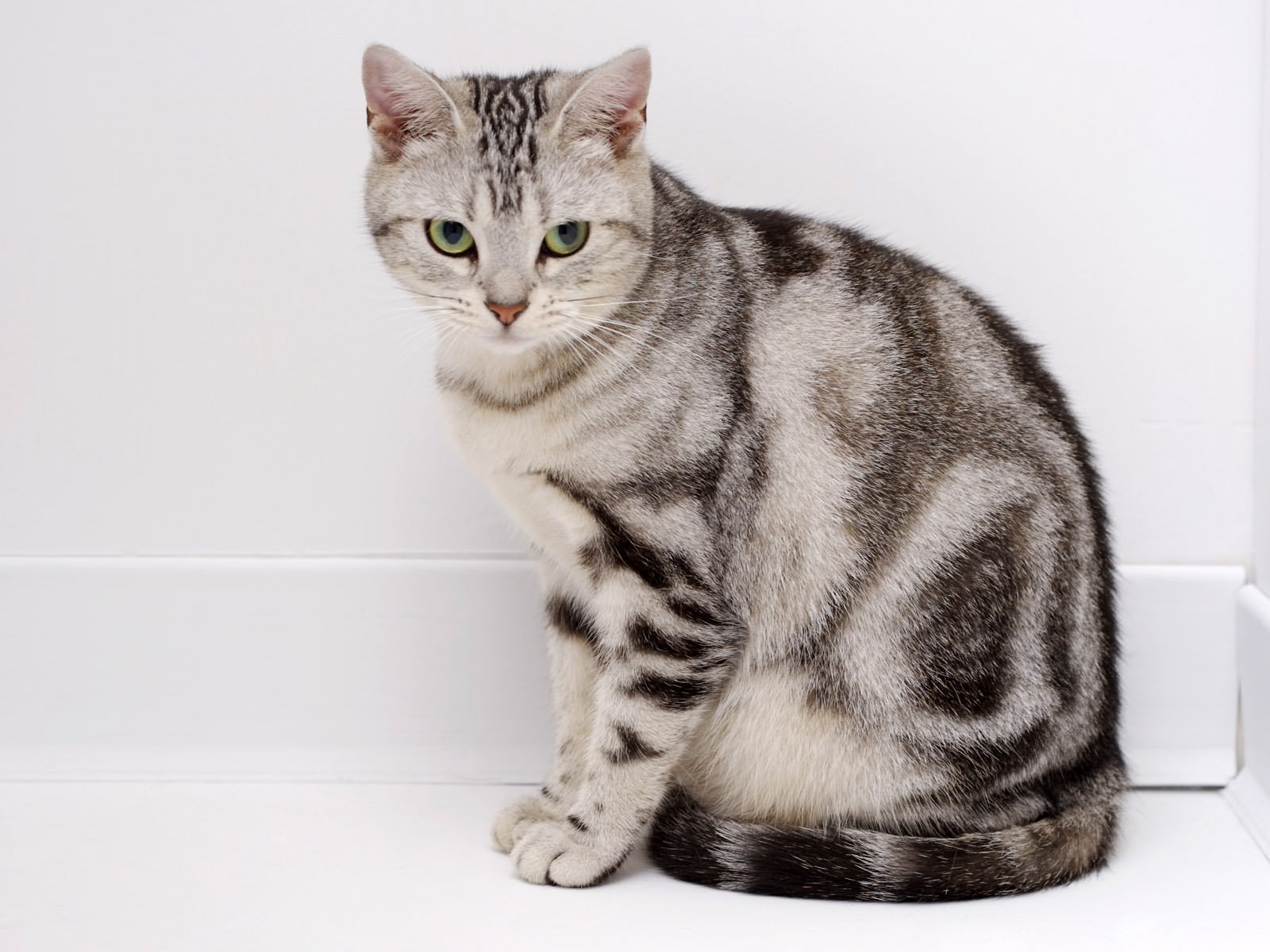 American Shorthair cat names