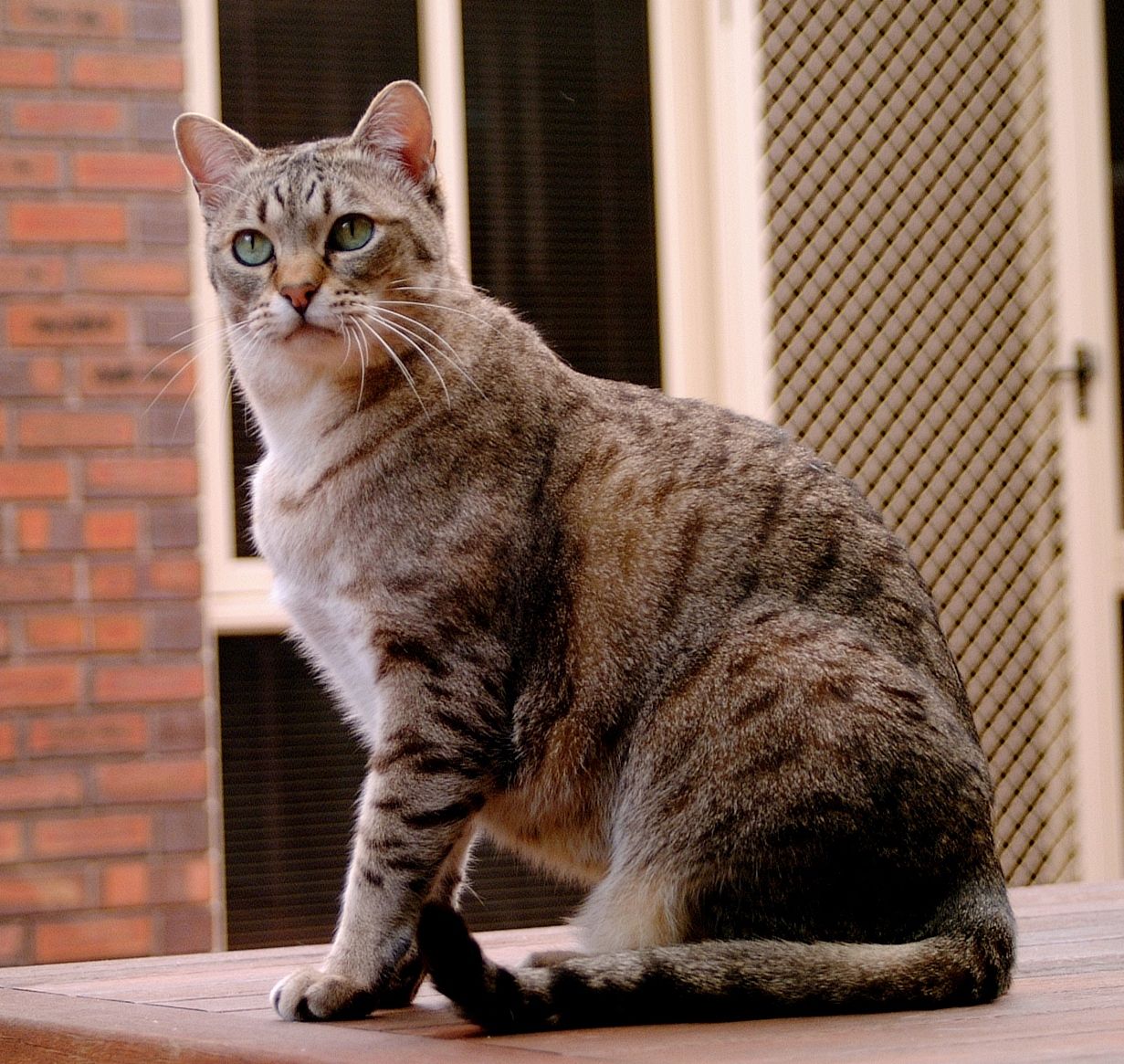 Australian Mist cat names