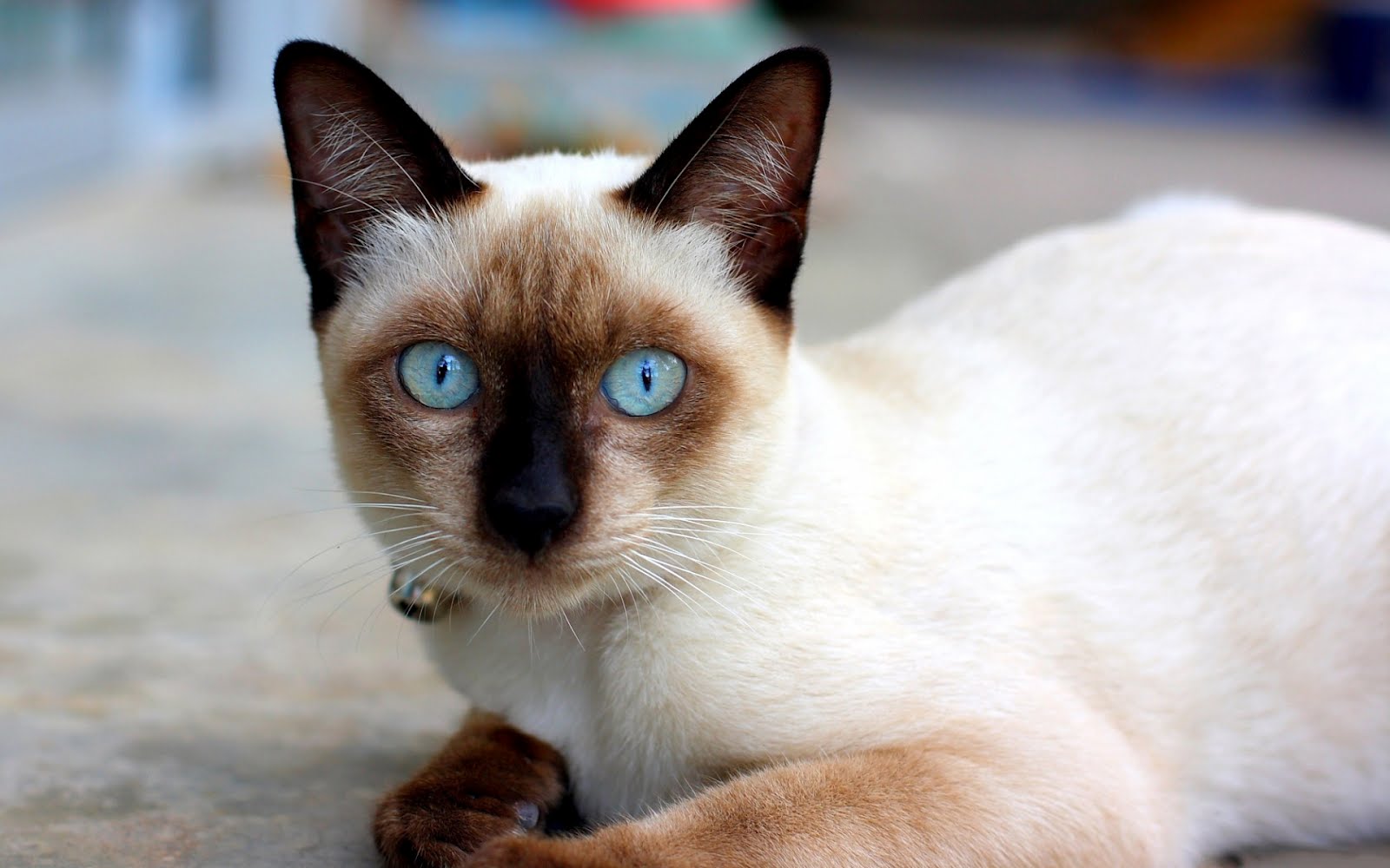 Balinese cat names