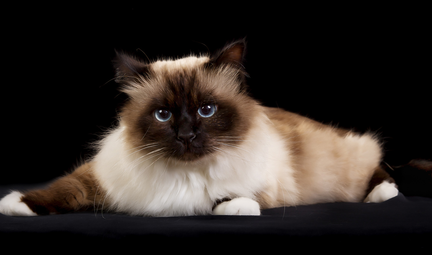 Birman cat names