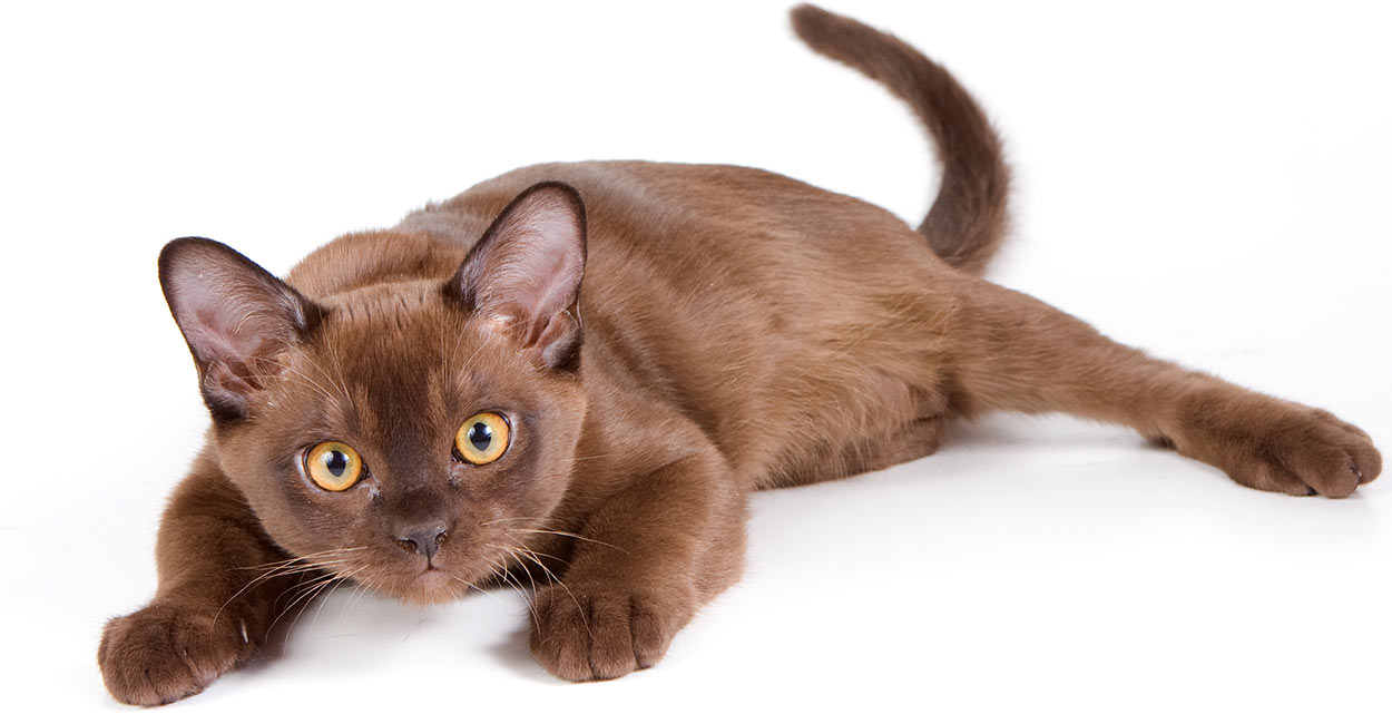 Burmese cat names