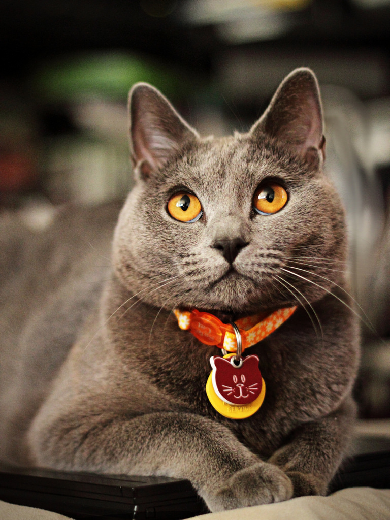 Chartreux cat names