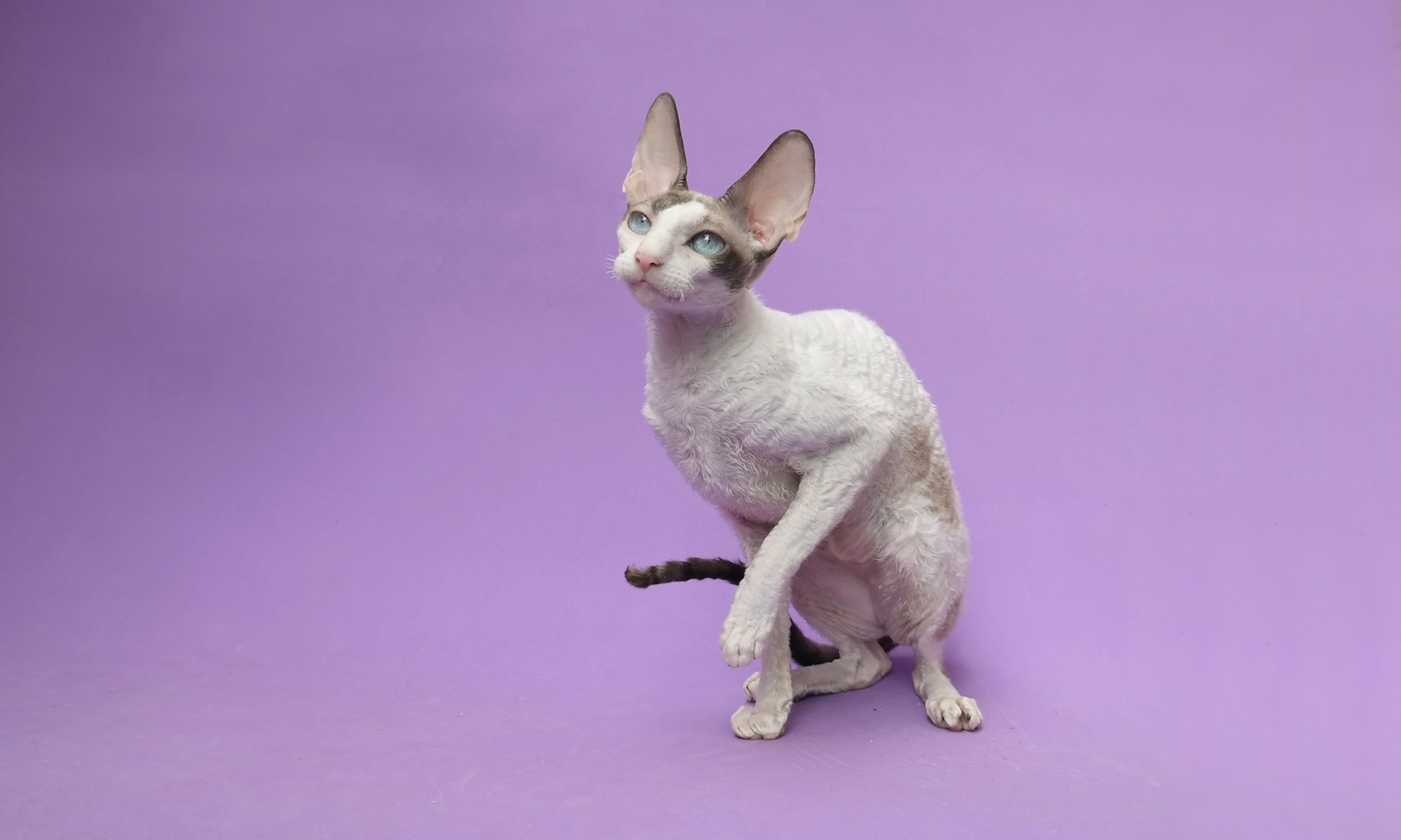 Cornish Rex cat names