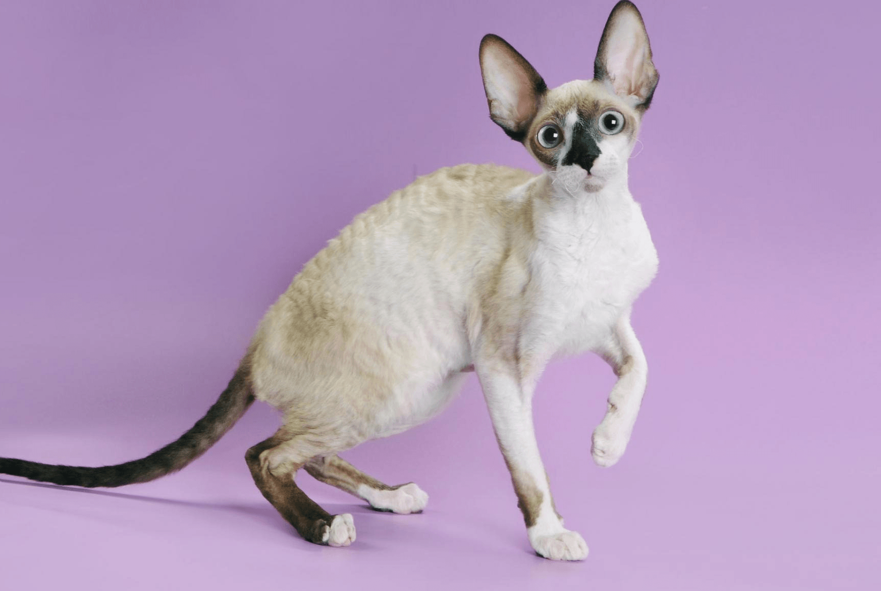 Devon Rex cat names