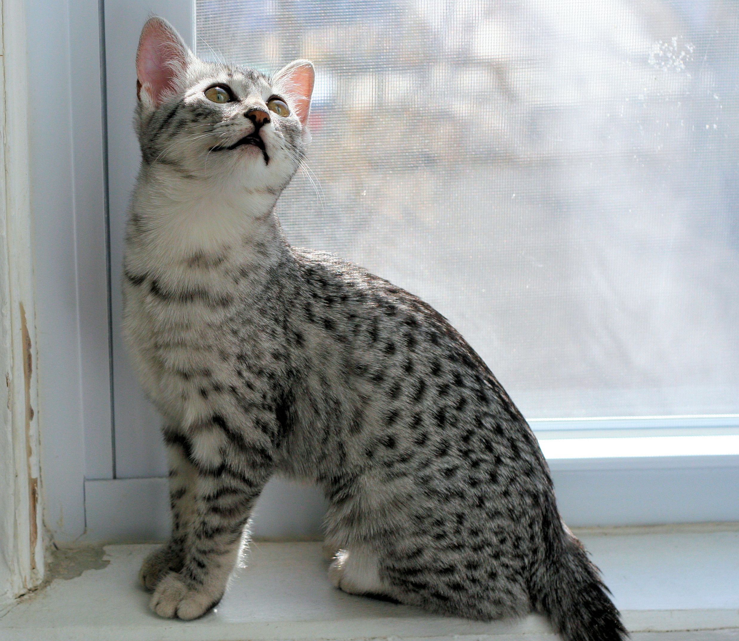 Egyptian Mau cat names