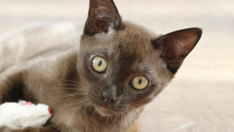 European Burmese cat names