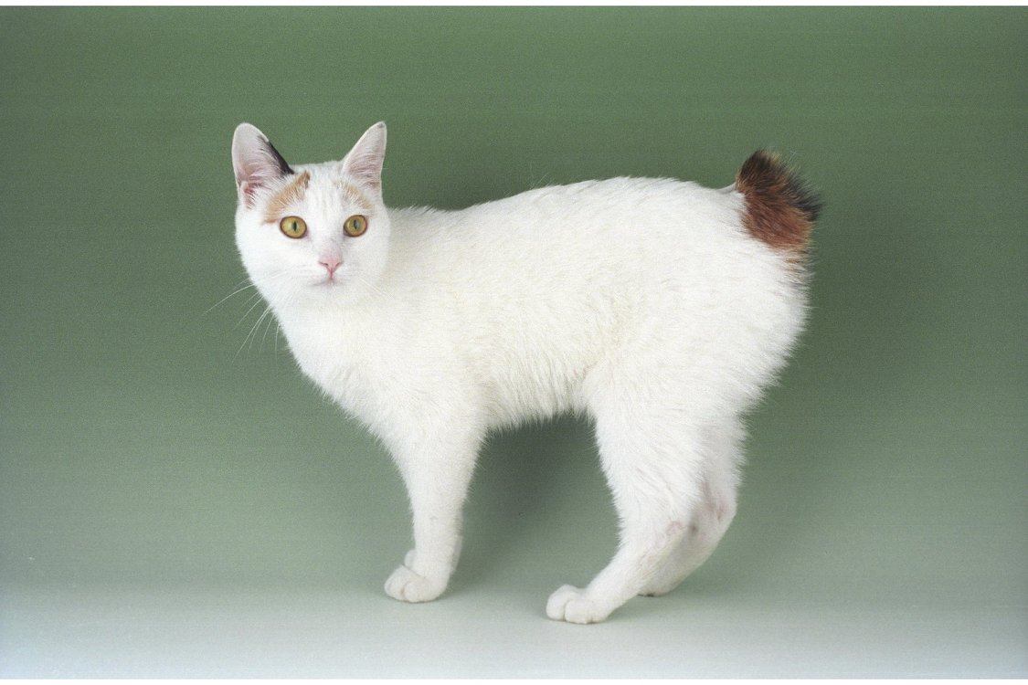 Japanese Bobtail cat names