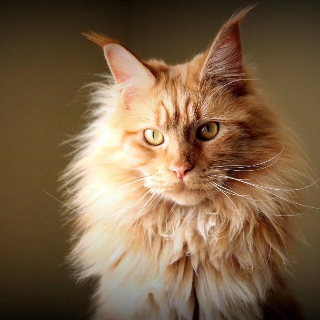 Maine Coon cat names