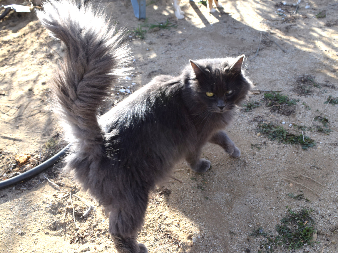 Nebelung cat names