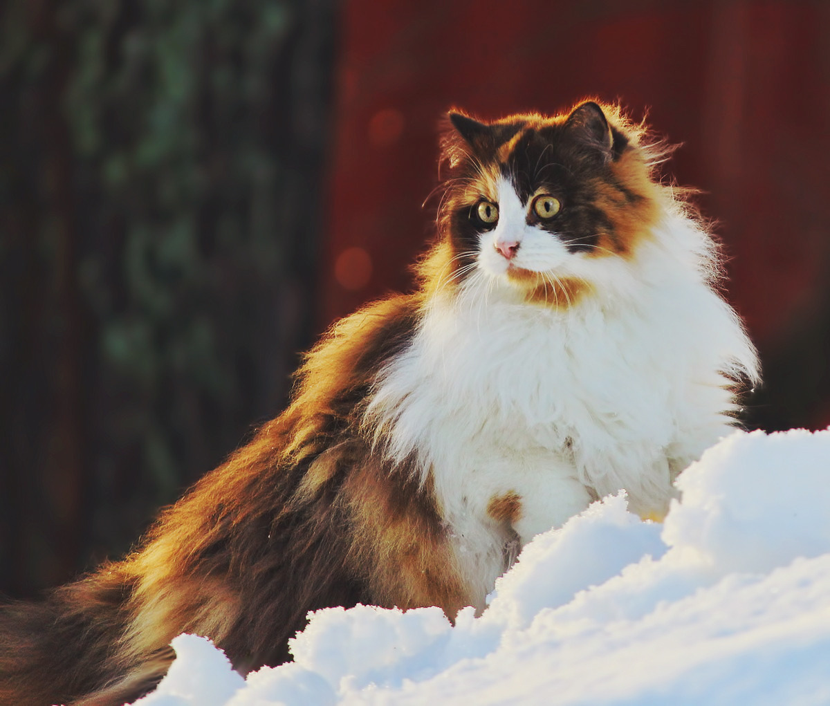 Norwegian Forest Cat cat names