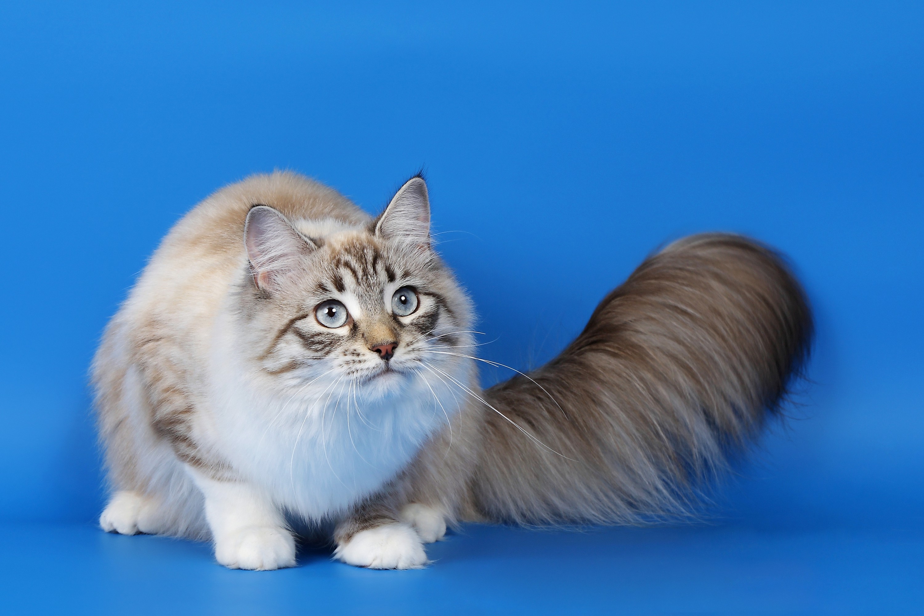 Ragamuffin cat names