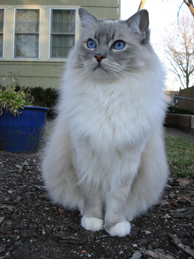 Ragdoll cat names