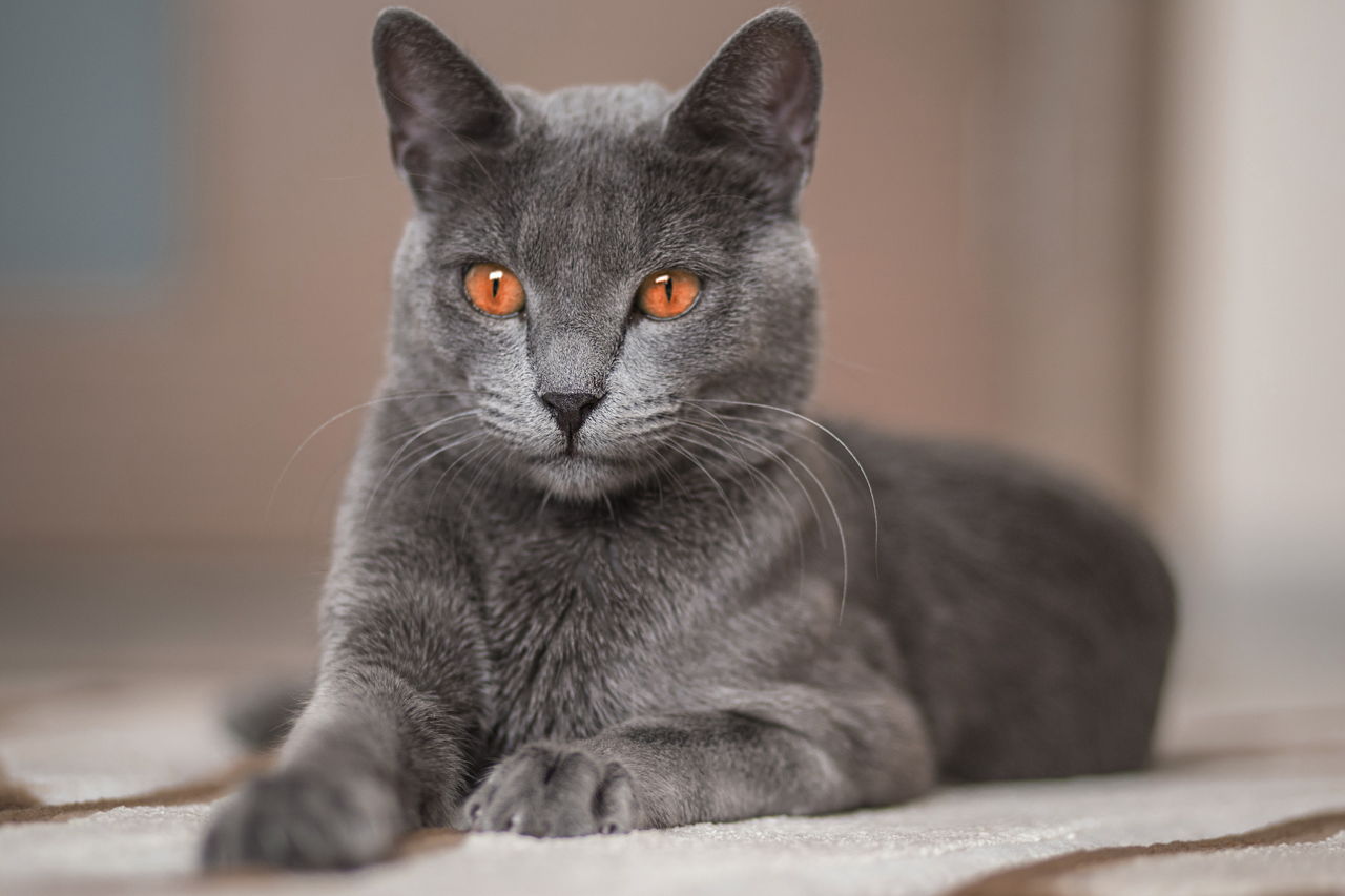 Russian Blue cat names