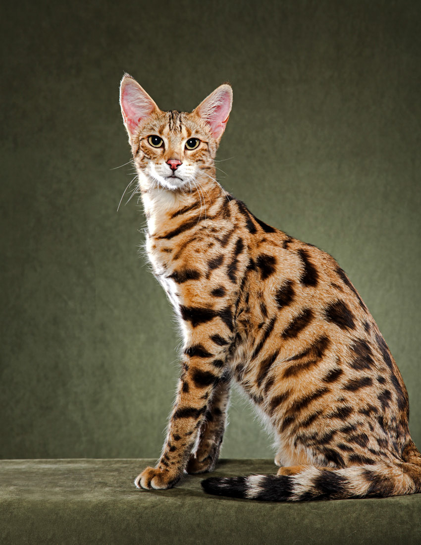 Savannah cat names