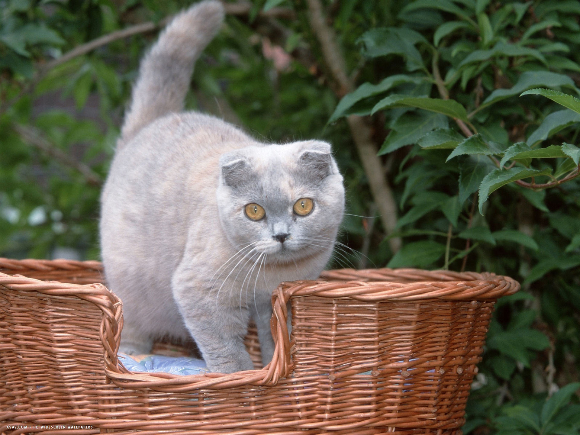 Scottish Fold cat names