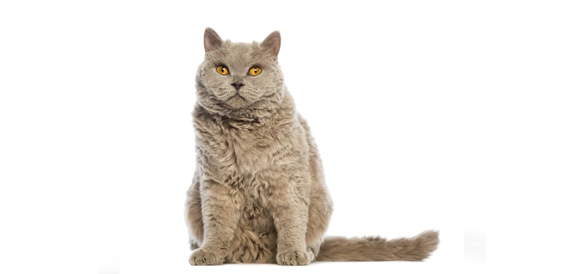 Selkirk Rex cat names