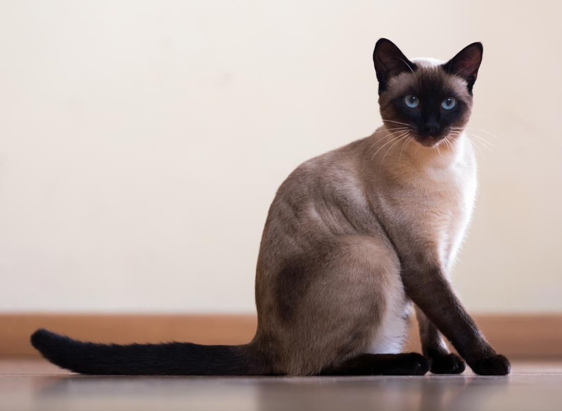 Siamese cat names