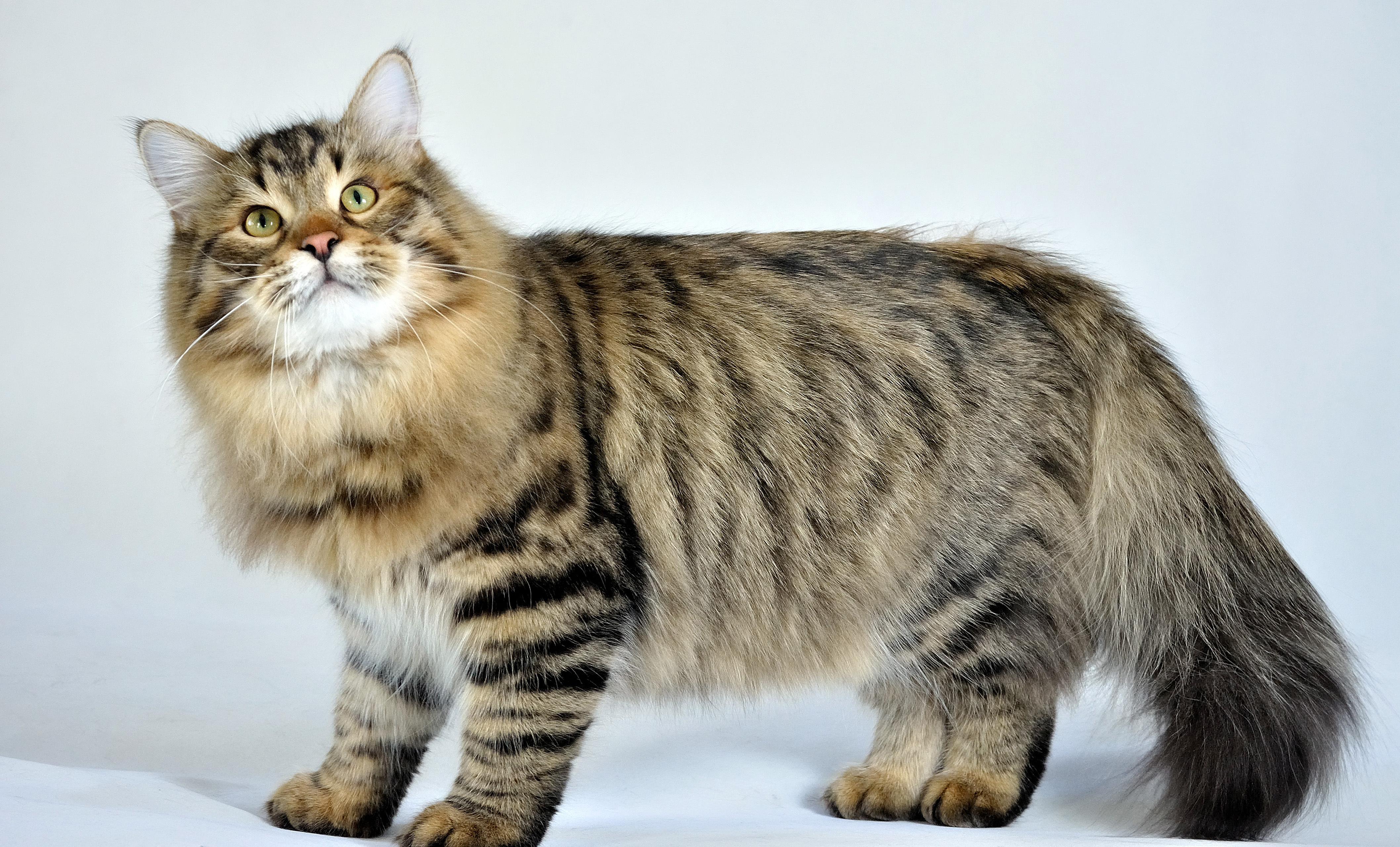 Siberian cat names