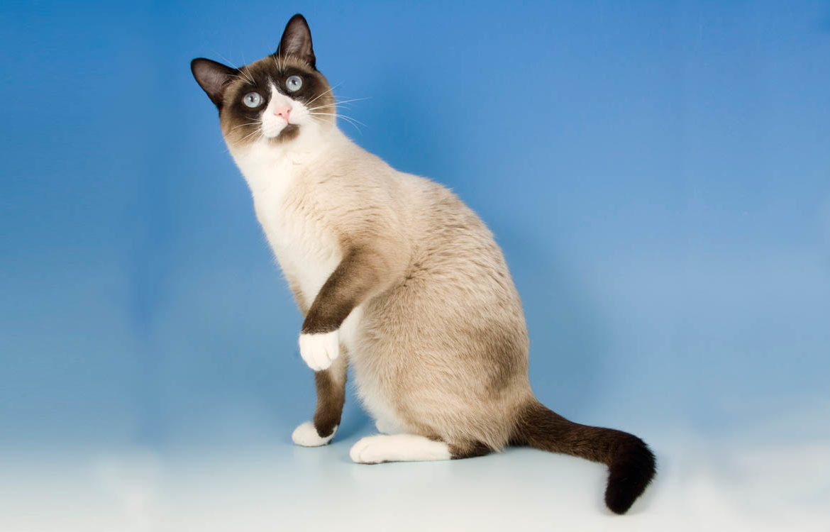 Snowshoe cat names