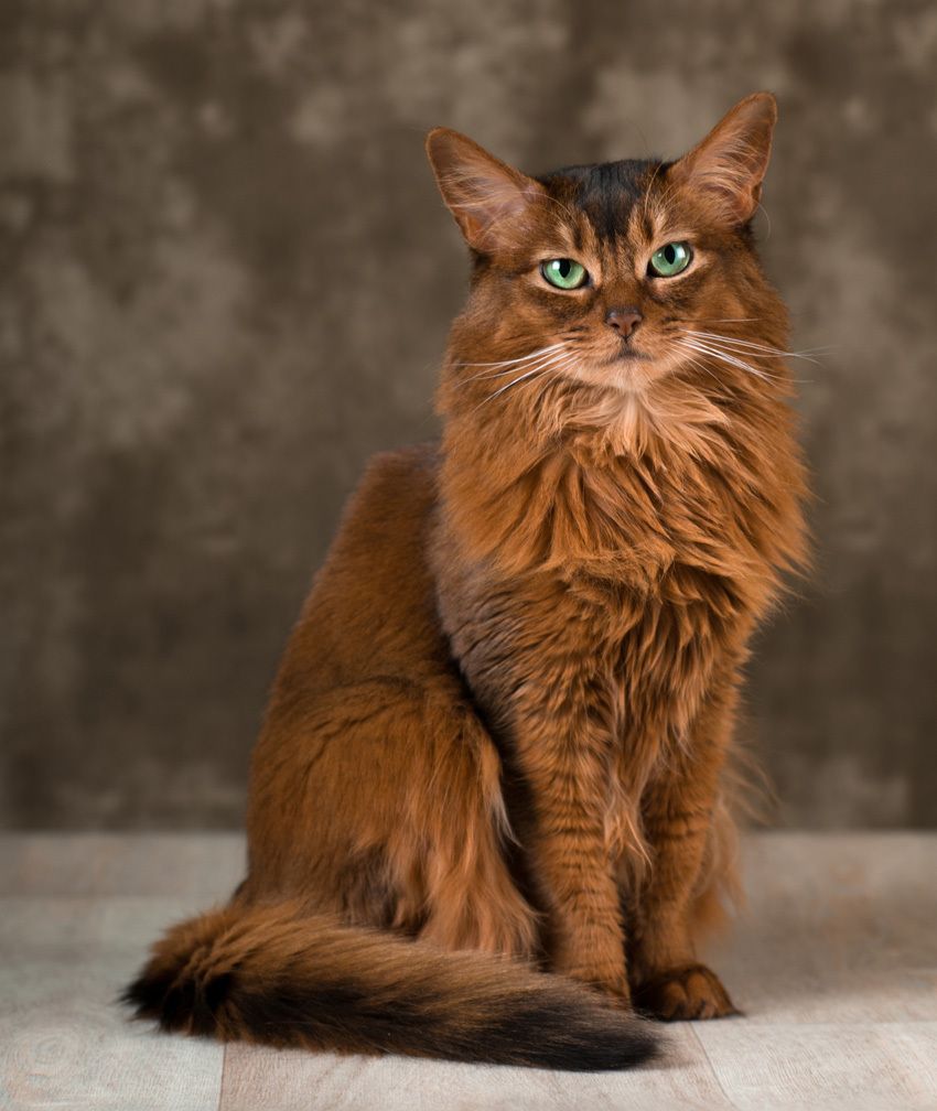 Somali cat names