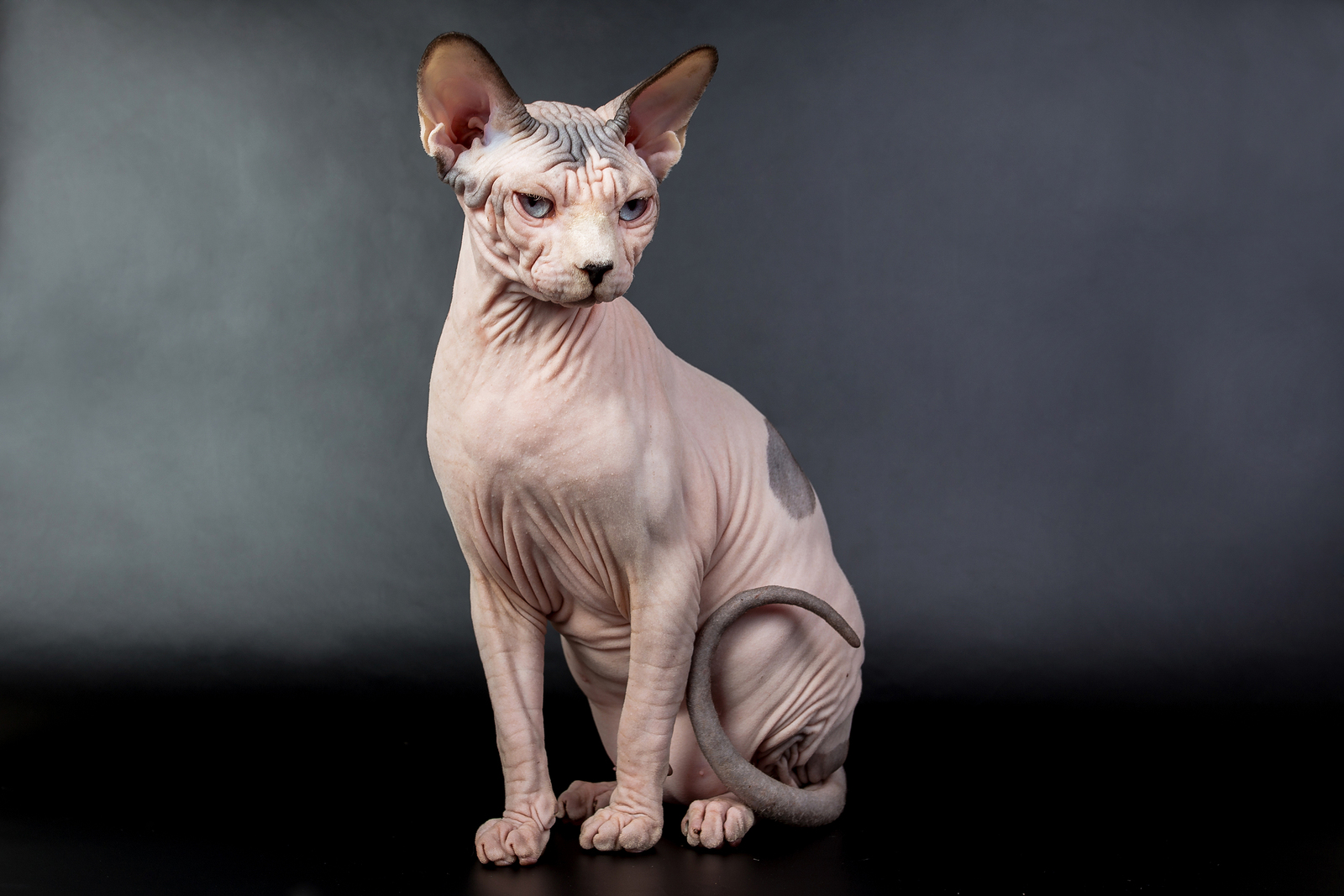 Sphynx cat names