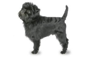 Affenpinscher dog names