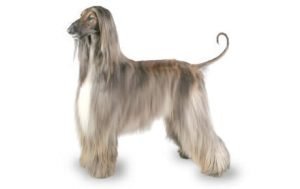 Afghan Hound dog names