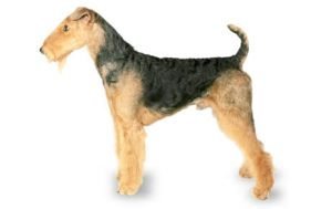 Airedale Terrier dog names