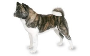 Akita dog names