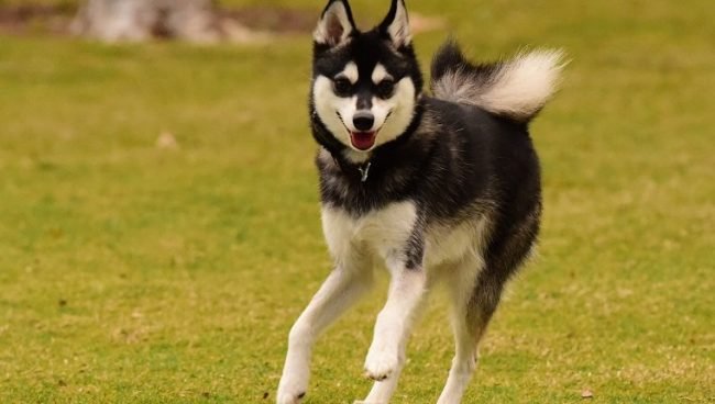 Alaskan Klee Kai dog names