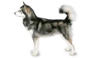 Alaskan Malamute dog names