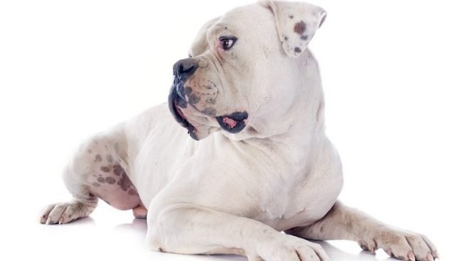 American Bulldog dog names