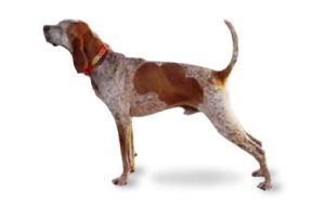 American English Coonhound dog names