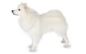 American Eskimo Dog dog names