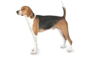 American Foxhound dog names