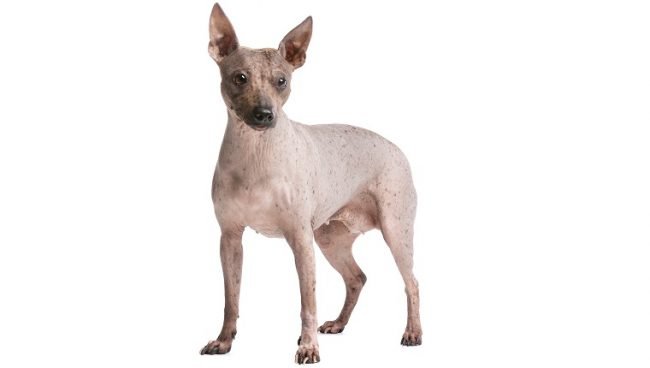 American Hairless Terrier dog names