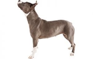 American Pit Bull Terrier dog names