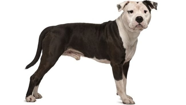 American Staffordshire Terrier dog names