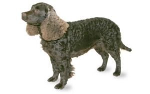 American Water Spaniel dog names