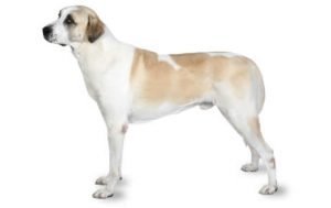 Anatolian Shepherd Dog dog names