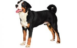 Appenzeller Sennenhunde dog names