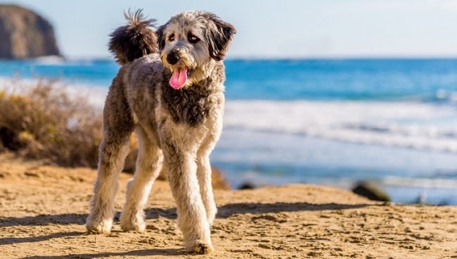 Aussiedoodle dog names