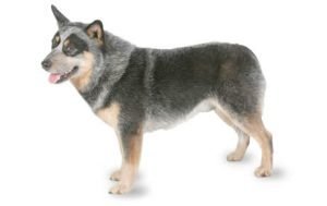 Australian Cattle Dog dog names