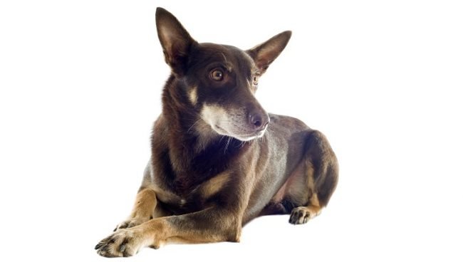 Australian Kelpie dog names