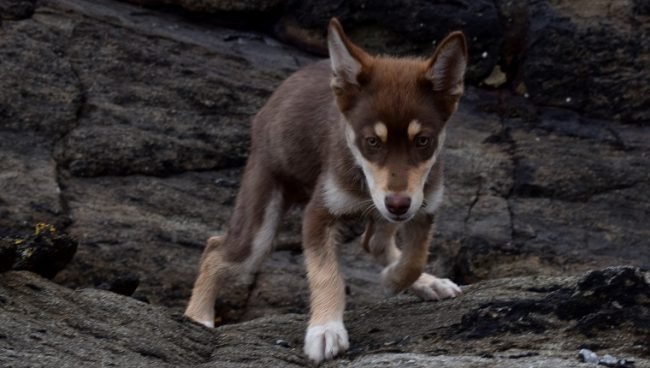 Australian Shepherd Husky dog names