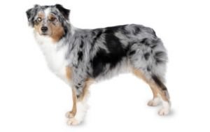 Australian Shepherd dog names