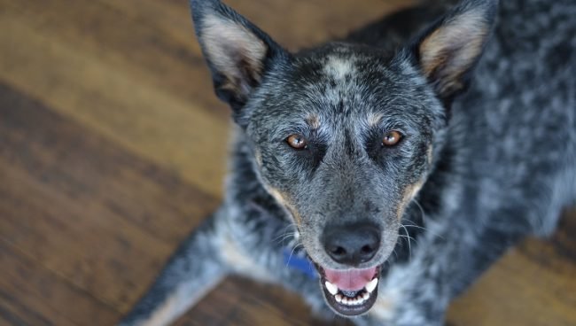 Australian Stumpy Tail Cattle Dog dog names